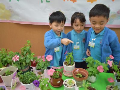 One Person, One Flower Petunia Hybrida Parent-Child Planting Exhibition